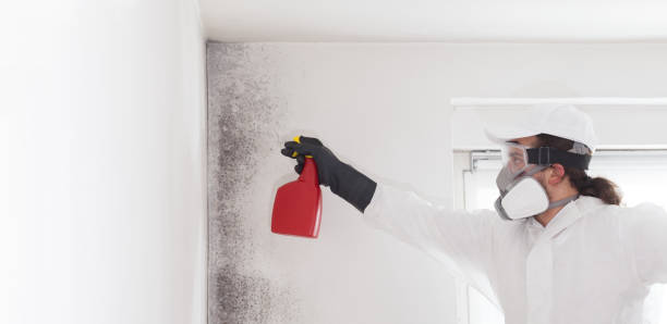 Best Basement Mold Remediation in Grandview Plaza, KS
