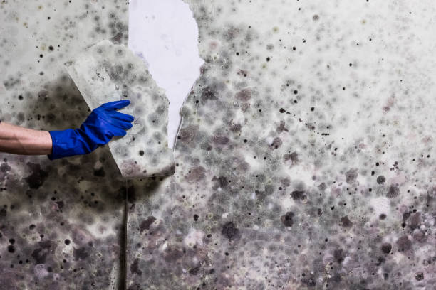 Best Attic Mold Remediation in Grandview Plaza, KS