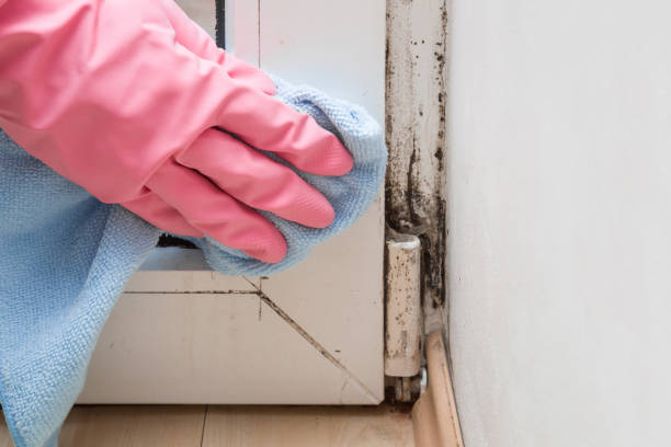 Grandview Plaza, KS Mold Remediation Company