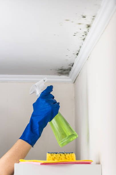 Best Post-Flood Mold Remediation in Grandview Plaza, KS